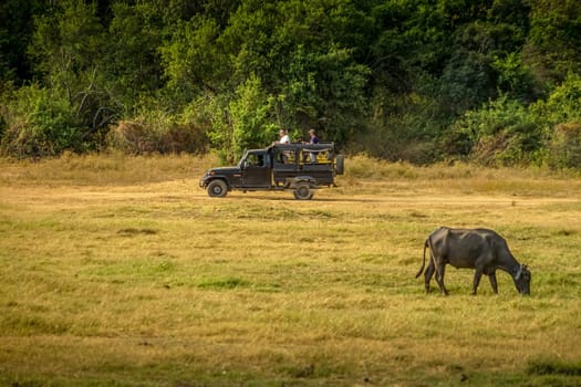 Large group of cattle in Minnelia National Park (Sri Lanka). Shooting Location: Sri Lanka, Candy