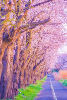 Cherry blossom tree road. Shooting Location: Seya Ward, Yokohama City