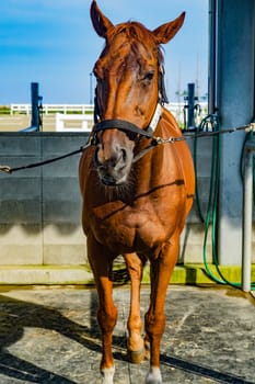 Brown and cool horses. Shooting Location: Hokkaido