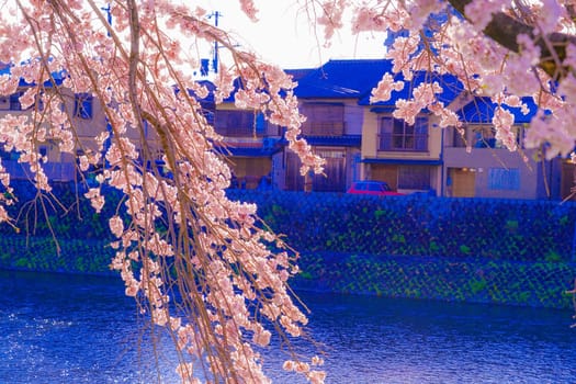 Cherry blossoms on the riverbed of Kamogawa. Shooting Location: Kyoto