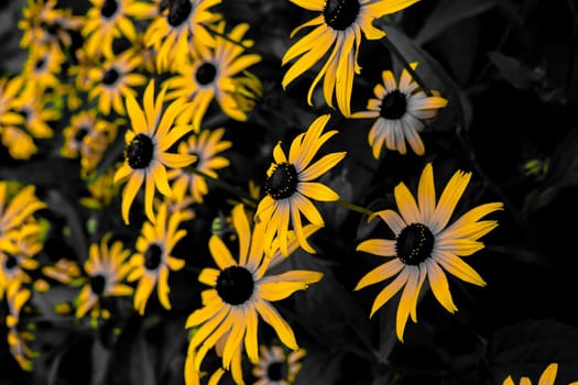 Beautiful yellow flower. Shooting Location: Hokkaido Biei-cho