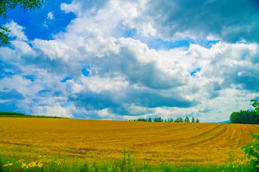 Hokkaido meadow image. Shooting Location: Hokkaido Biei-cho