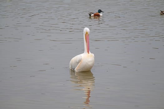 Pelican Trying to Scratch an Itch Near Port Aransas, Texas