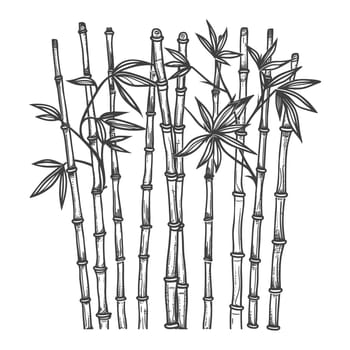 A Hand-Drawn Illustration of a Dense Grouping of Bamboo Stalks