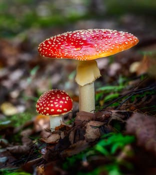 Group of red fly agaric musrooms in the forest