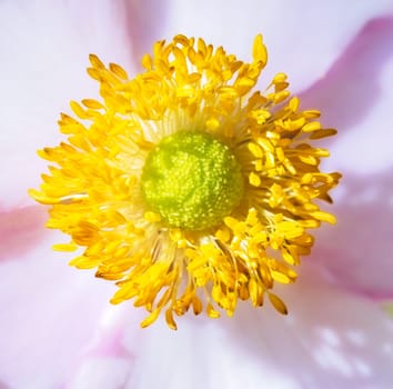 Pink blossom of an anemone flower
