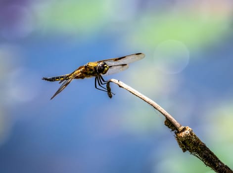 Macro of a four-spotted chaser dragnonfly on a twig