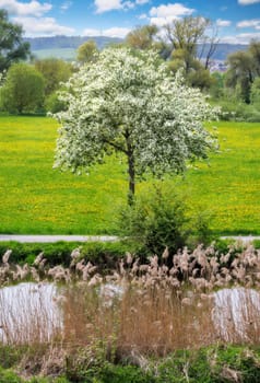 Spring scenic with a flowering tree seen in Bavaria