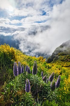 Madeira landscape with Pride of Madeira flowers and blooming Cytisus shrubs and mountains in clouds. Miradouros do Paredao, Madeira island, Portugal
