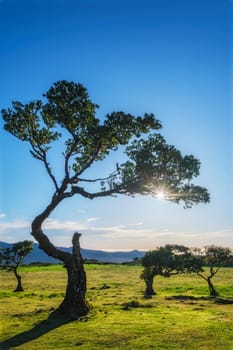 Centuries-old til trees in fantastic magical idyllic Fanal Laurisilva forest on sunset. Madeira island, Portugal