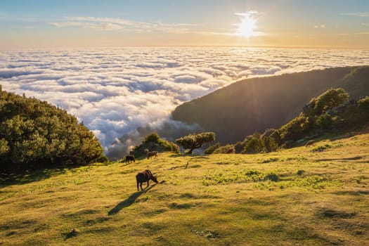 Aerial view of sunrise above clouds and green hills with cows grazing at Fanal mountain, Madeira island, Portugal