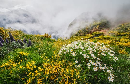 Madeira landscape with daisy and Pride of madeira flowers and blooming Cytisus shrubs and mountains in clouds. Miradouros do Paredao, Madeira island, Portugal