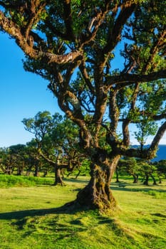 Centuries-old til trees in fantastic magical idyllic Fanal Laurisilva forest on sunset. Madeira island, Portugal
