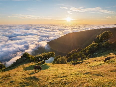 Aerial view of sunrise above clouds and green hills with cows grazing at Fanal mountain, Madeira island, Portugal