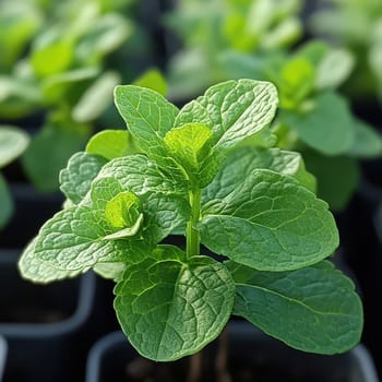 Vibrant green mint plants thriving in pots perfect for adding flavor to festive dishes during the holiday season.