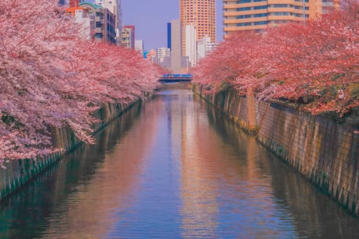 River view lined with cherry blossom trees. Shooting Location: Meguro Ward, Tokyo