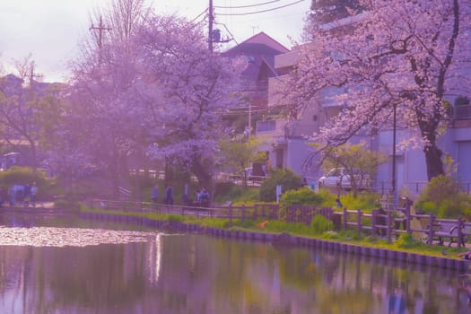 Cherry blossoms at Shirahataike Park. Shooting Location: Kohoku Ward, Yokohama City