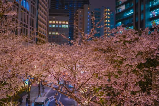 Cherry blossoms blooming in the city. Shooting Location: Minato Ward, Tokyo