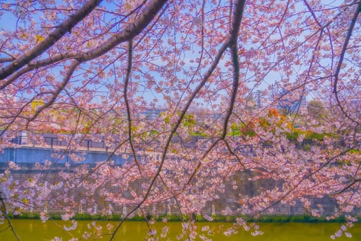 Cherry blossoms and river scenery. Shooting Location: Meguro Ward, Tokyo