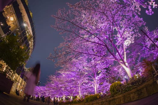 Contrast between cherry blossoms and buildings at night. Shooting Location: Minato Ward, Tokyo