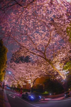 Night cherry blossom trees and car street. Shooting Location: Minato Ward, Tokyo
