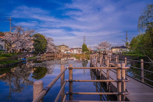 Cherry blossom trees and residential area along the pond. Shooting Location: Kohoku Ward, Yokohama City
