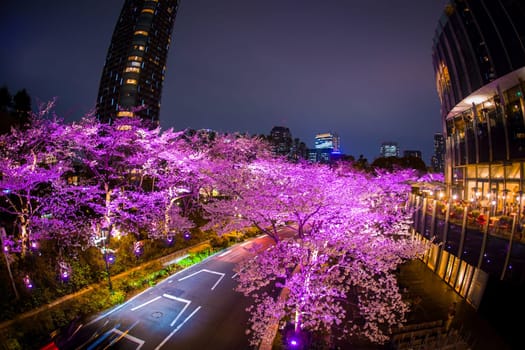 Cherry blossom trees and car light trails at night. Shooting Location: Minato Ward, Tokyo