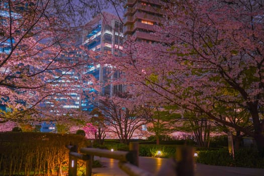 A city of cherry blossoms and night views. Shooting Location: Minato Ward, Tokyo