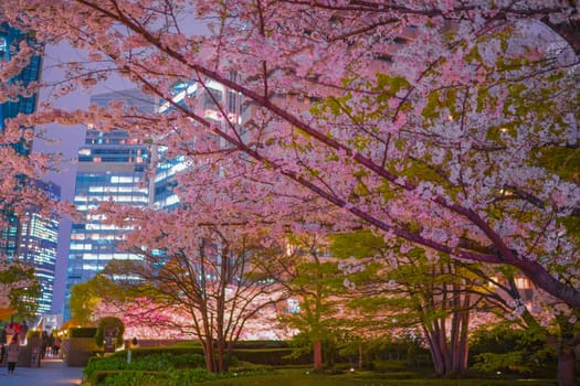 Cherry blossoms illuminated at night. Shooting Location: Minato Ward, Tokyo