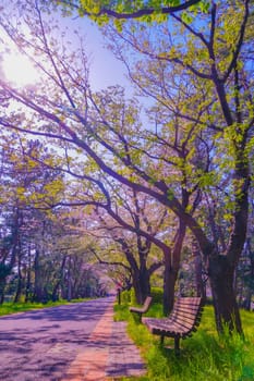Cherry blossoms at Tatsumi no Mori Green Road Park. Shooting Location: Koto Ward, Tokyo