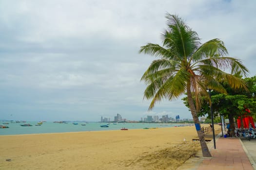 sandy beach and palm tree. Shooting Location: Thailand, Pattaya