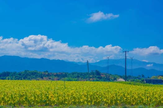 A field surrounded by mountains and blue sky. Shooting Location: Yamagata Prefecture