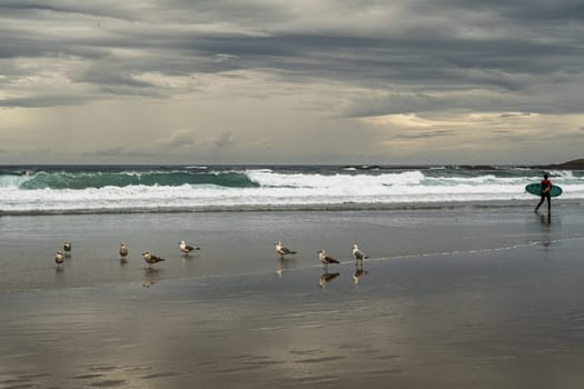 A small flock of seagulls seem indifferent to the passage of a surfer woman. The soft light of the approaching sunset is reflected on the shoreline of Praia de Salseiras, a beautiful beach along the Costa da Morte in Galicia, Spain.