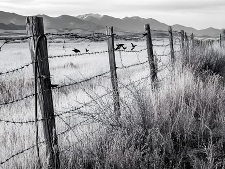 Barbed wire fence for security and protection boundary