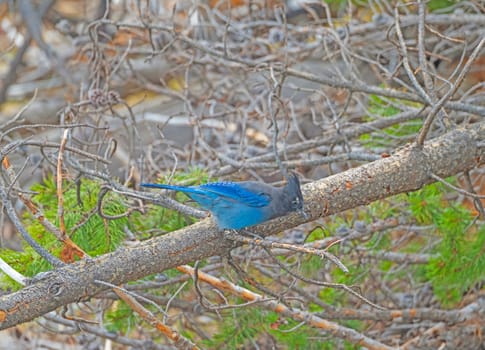 Stellars Jay in a Forest in Yellowstone National Park in Wyoming