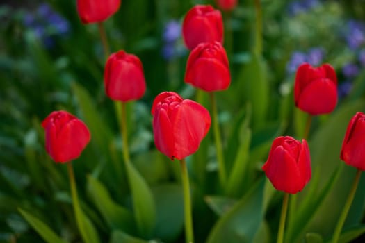 Blooming red tulips in the garden on a spring sunny day