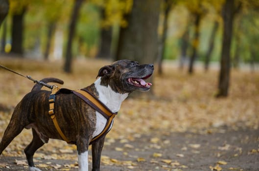 Adult brown American Pit Bull Terrier stands in an autumn park and looks to the side.