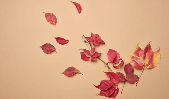 Red leaf of Parthenocissus quinquefolia bush on beige background, top view