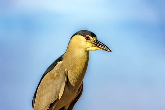Water bird perched with the sky in the background in Barra da Tijuca in Rio de Janeiro