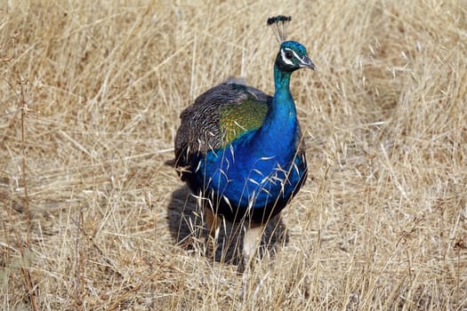 Pfau