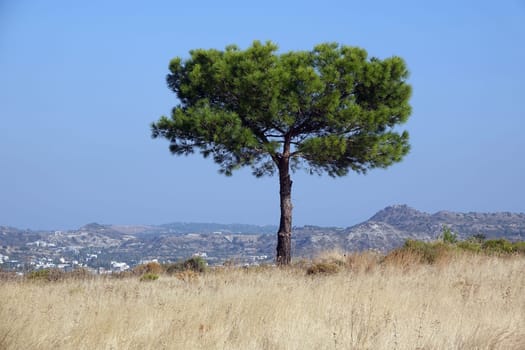 Pinie auf Rhodos