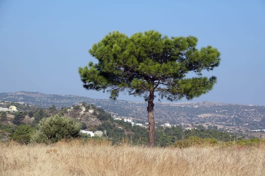 Pinie auf Rhodos