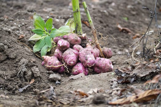 Freshly harvested jerusalem artichokes displayed in arden bed, showcasing their natural texture and vibrant color amidst soil and autumn leaves. Perfect depiction of organic farming and healthy eating