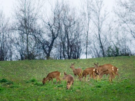 Roe deer herd in Autumn