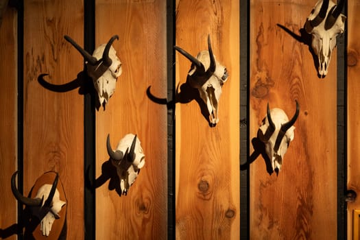 Animal skulls background. Animal bone and head, scary skeletons, hunting trophy