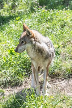 Wolf hunting in the forest, Italian Alps. Canis Lupus, free in the wild nature.