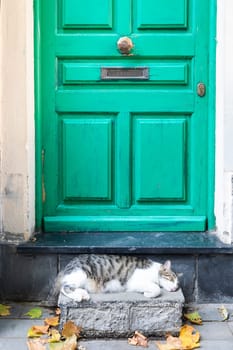 Tired sleeping cat lying in front of home door in Italy