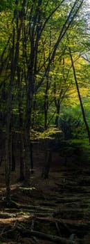 Autumn forest in the mountains of Crimea, autumn nature in the forest.