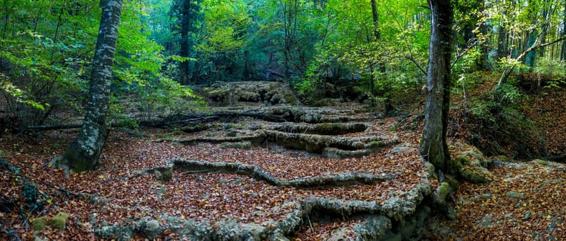 Autumn forest in the mountains of Crimea, autumn nature in the forest.