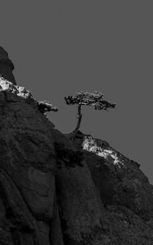 Mountains and forests of Crimea. coniferous and deciduous trees on the hills of the mountains and rocks